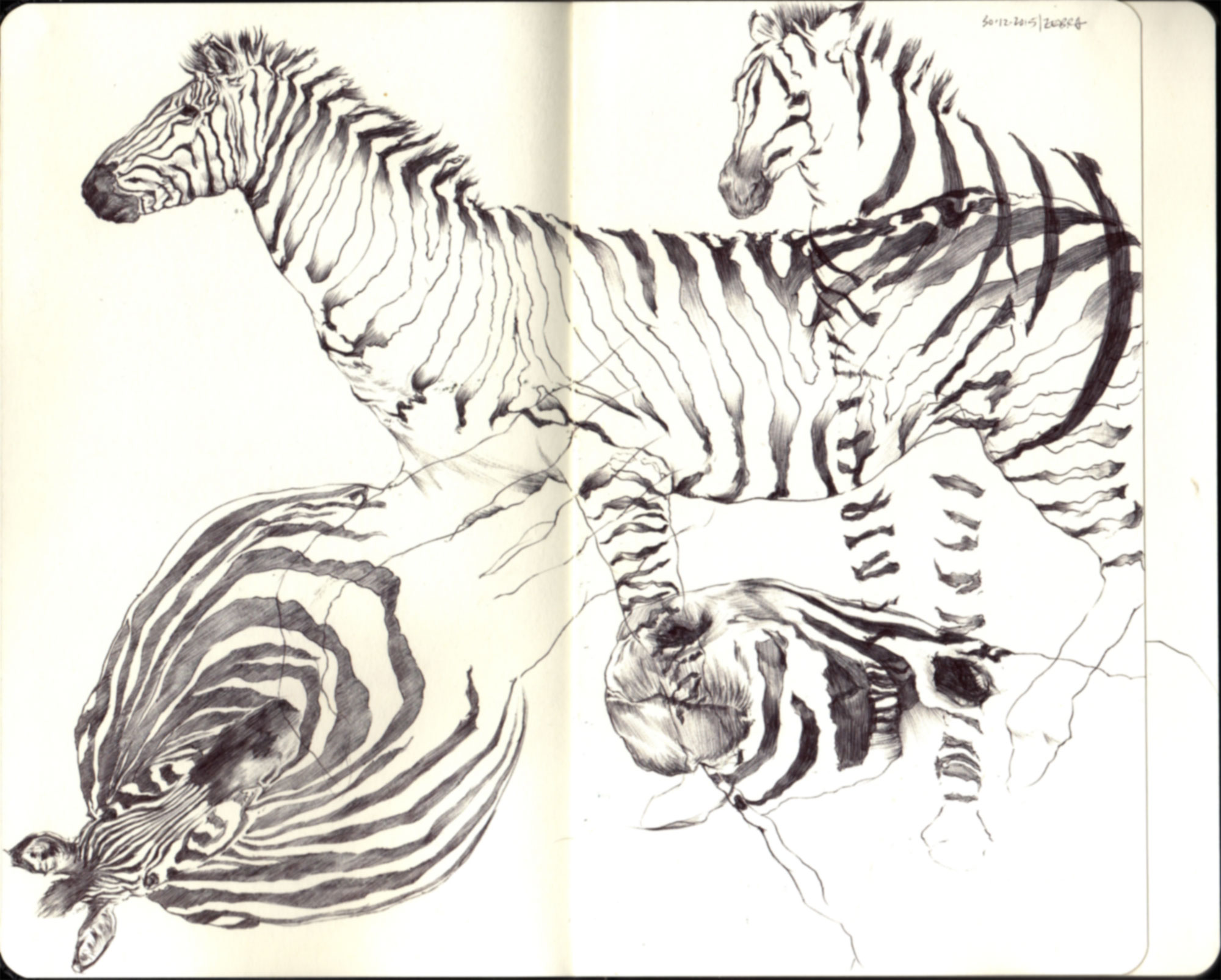 zebra
